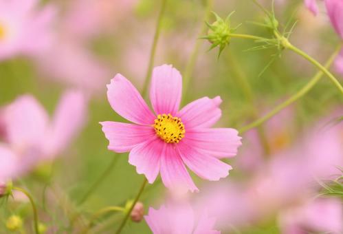 コスモス コスモス,秋イメージ,花の写真素材