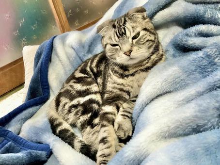 Photo, cat, small animals, cute, 