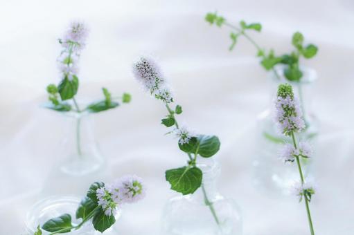 ミントの花 ミントの花 夏,ミント,花の写真素材