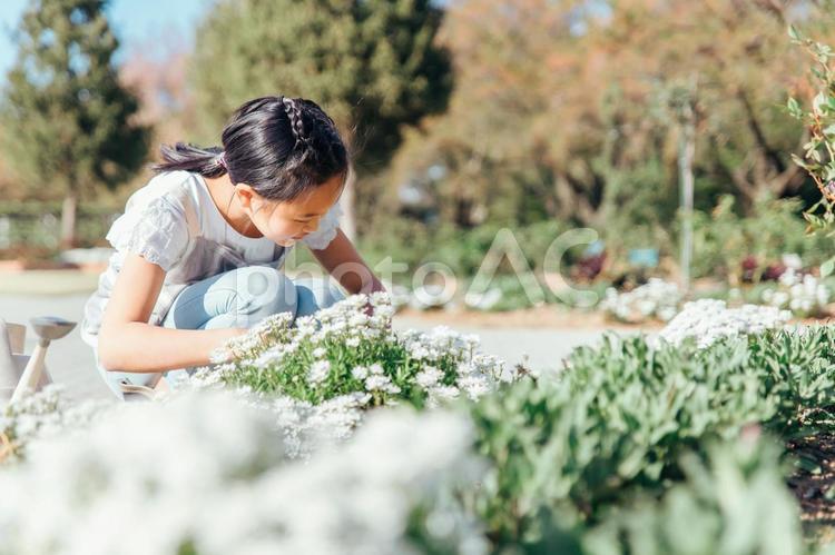 園芸・ガーデニングする女の子 花,園芸,ガーデニングの写真素材