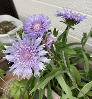 ストケシア開花とその後 ストケシア開花とその後の写真