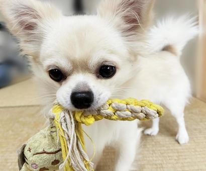 おもちゃを持ってくるチワワ チワワ,ペット,犬の写真素材
