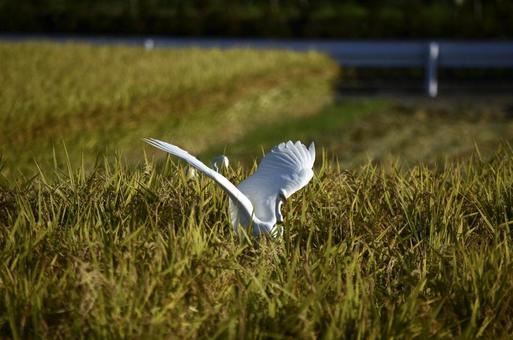 Shirasagi, to take, bird, bird, JPG