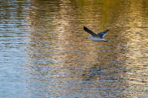 ウミネコの飛翔⑶の写真
