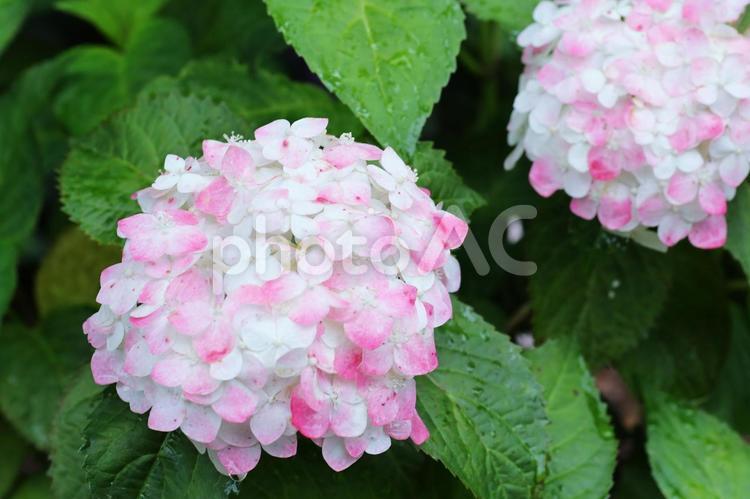 雨の日のしっとりとした紫陽花 紫陽花,あじさい,アジサイの写真素材