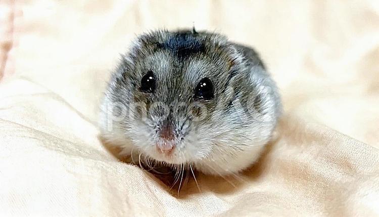布団上のジャンガリアンハムスターの素材 ジャンガリアンハムスター,ハムスター,飼育の写真素材