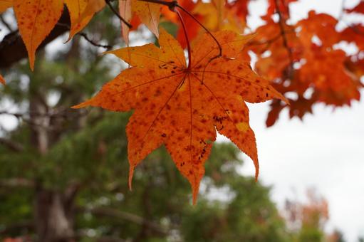 美瑛の紅葉 美瑛の紅葉の写真