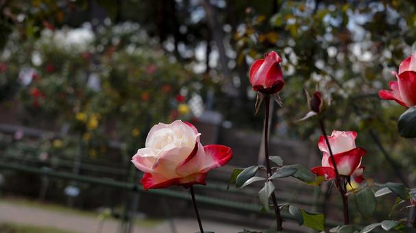 【花の写真】ばらの花 rose,植物,園芸の写真素材