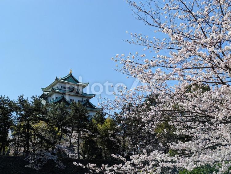 名古屋城の桜 桜,花,春の写真素材