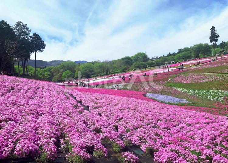 羊山公園の芝桜02 芝桜の丘,芝桜,シバザクラの写真素材
