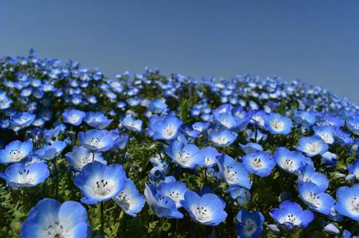 ネモフィラ畑 ネモフィラ畑 ネモフィラ,花,青の写真素材
