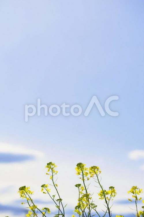 菜の花と空 菜の花,空,快晴の写真素材
