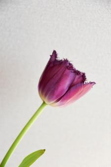 赤紫のチューリップの写真