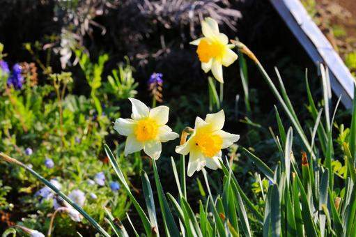Photo, furosaki daffodil, yellow, cream, 