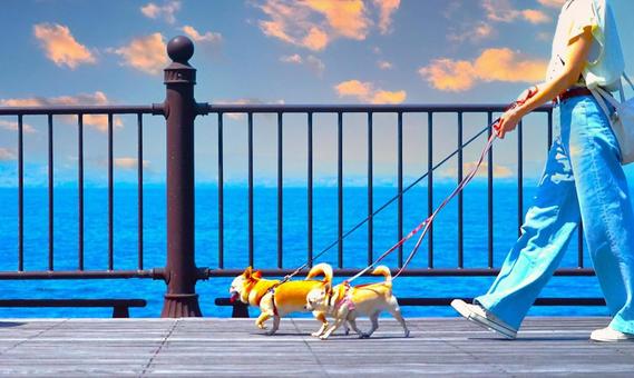 犬の散歩(夕方)② 犬の散歩(夕方)② 犬,散歩,人の写真素材