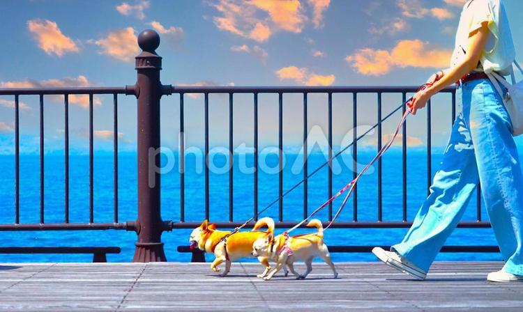 犬の散歩（夕方）② 犬,散歩,人の写真素材