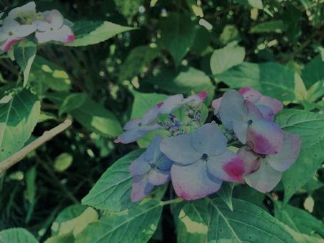 Hydrangea,, JPG Hydrangea,, JPG