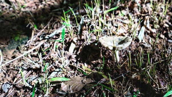 きのこが地面から生えた写真 きのこが地面から生えた写真 きのこ,自然,風景の写真素材