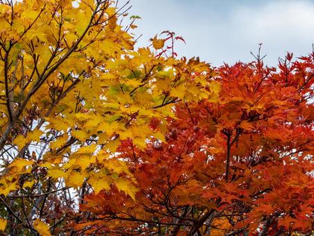 紅葉の栗駒山(須川岳) 紅葉の栗駒山(須川岳) 栗駒山,紅葉,秋の写真素材