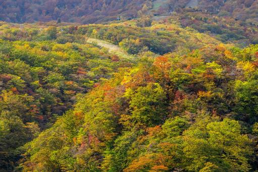 蔵王の紅葉⑻ 蔵王,紅葉,黄葉の写真素材
