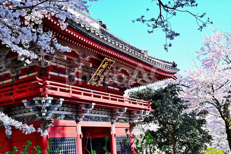 雨引観音の桜 桜,雨引観音,さくらの写真素材