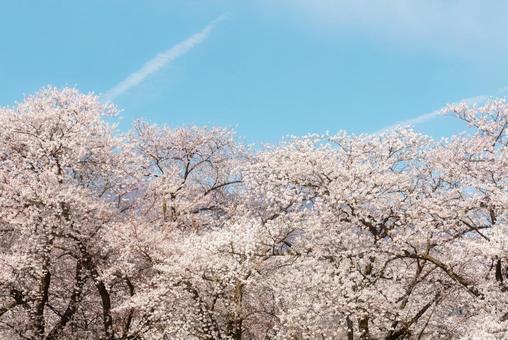 満開の桜と青空 満開の桜と青空の写真