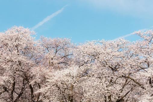 満開の桜と青空 桜,青空,満開の写真素材