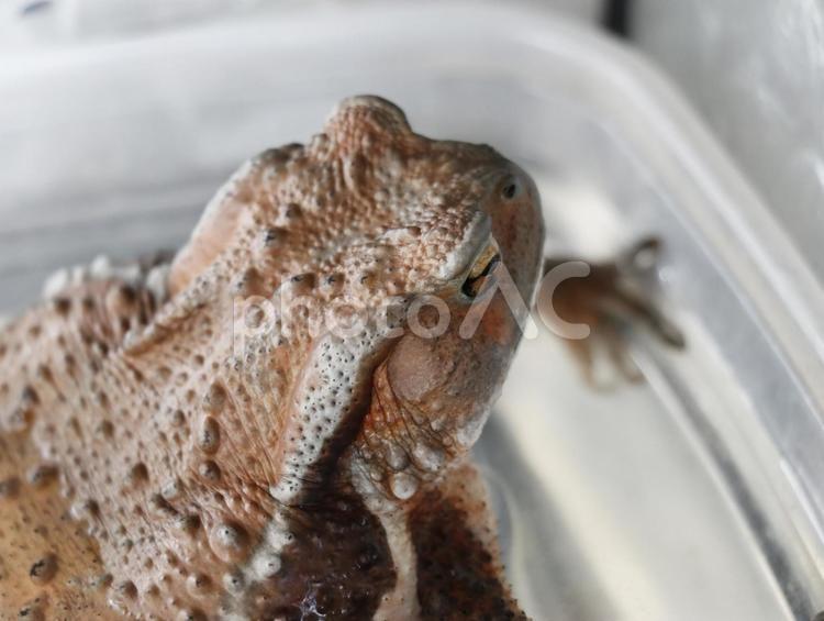 ヒキガエルの横顔 ヒキガエル,カエル,両生類の写真素材
