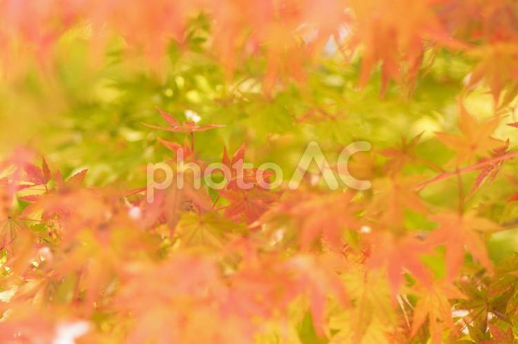 初秋の色付き始めたモミジ モミジ,秋,紅葉の写真素材