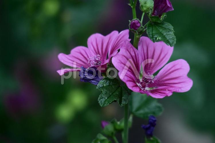 気高く威厳に満ちた花 タチアオイ,花,アオイ科の植物の写真素材