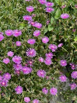 マツバギク(松葉菊)のピンクの花 マツバギク(松葉菊)のピンクの花 マツバギク,花,植物の写真素材