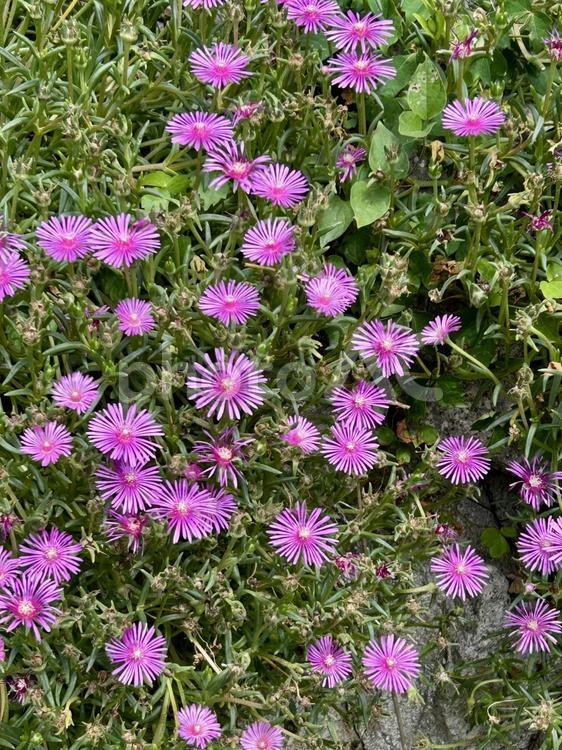 マツバギク(松葉菊)のピンクの花 マツバギク,花,植物の写真素材