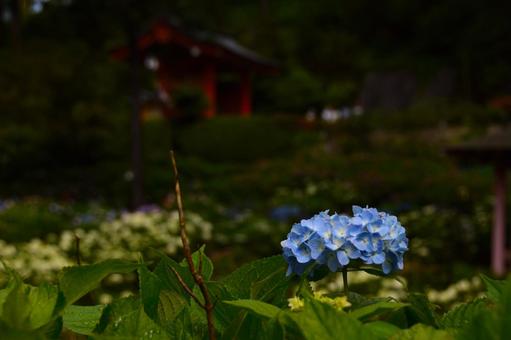 紫陽花 紫陽花の写真