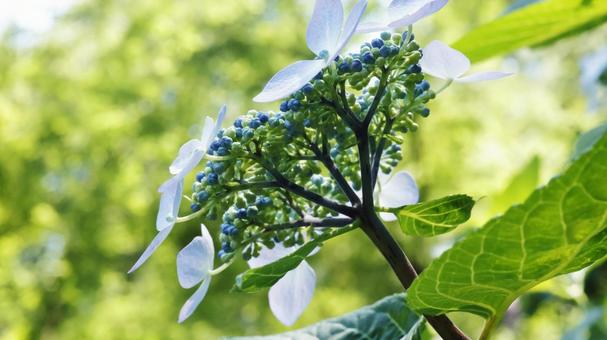 Hydrangea, JPG