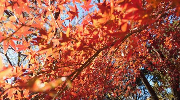 画面いっぱいの紅葉の風景 画面いっぱいの紅葉の風景の写真