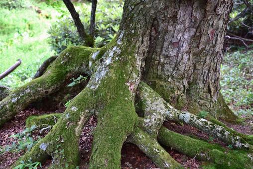 大きな木の根 大きな木の根 根,木,森の写真素材