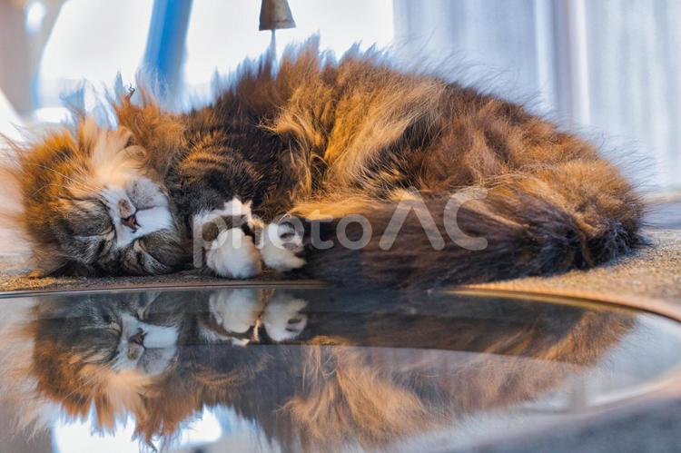 キンカロー キンカロー,ネコ,昼寝の写真素材