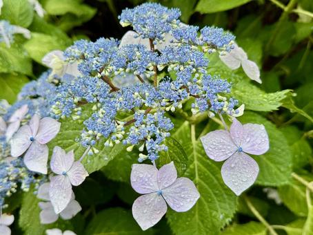 Photo, hydrangea, rain, rainy season, 