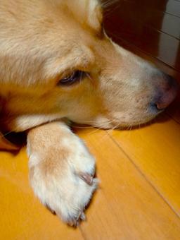 家でくつろぐラブラドールレトリーバー1 家でくつろぐラブラドールレトリーバー1 動物,ペット,犬の写真素材