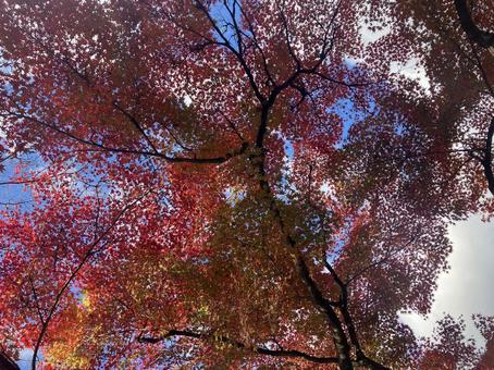 紅葉 紅葉の写真