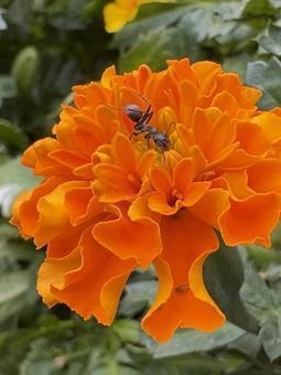 マリーゴールドを探検するアリンコ 03 マリーゴールド,蟻,花の写真素材