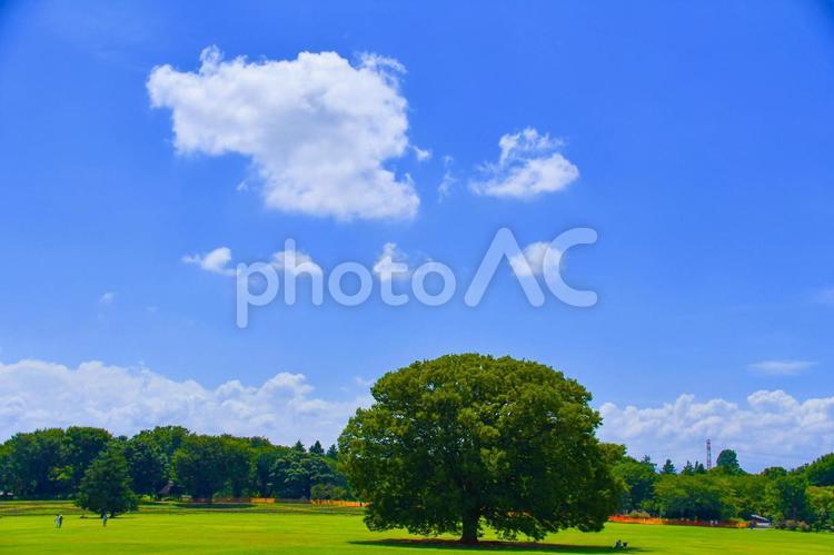 この木なにの木 何人もありません,自然,夏の写真素材