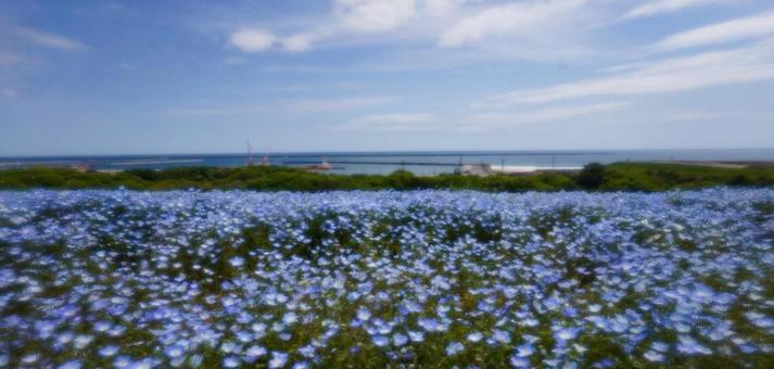 花ばな 花ばなの写真