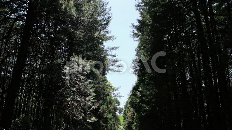新緑の季節　西山本門寺の参道の木立ち 新緑,初夏,五月の写真素材