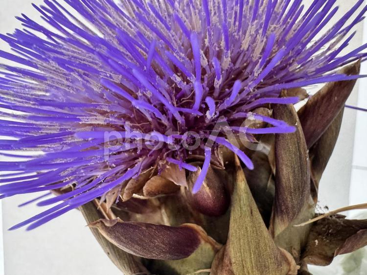 紫アーティチョークの花のボタニカルフォト アーティチョーク,アーティチョークの花,artichokeの写真素材
