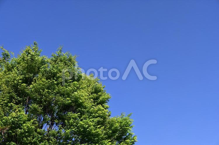 青空と木 きれい,こもれび,さわやかの写真素材