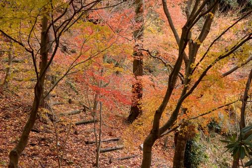 紅葉 紅葉の写真