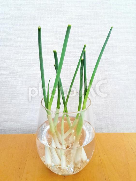 ネギの再生栽培 ネギ,再生栽培,食べ物の写真素材