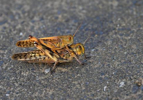 夕陽に照らされるトノサマバッタの雌雄の写真