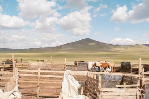 モンゴルの家畜 モンゴル,mongolia,モンゴル旅行の写真素材